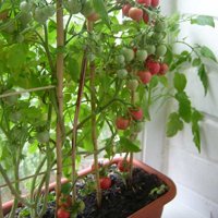 томаты на подоконнике зимой