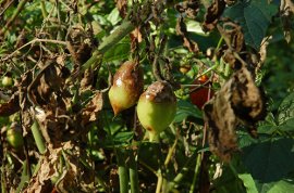 tomato-late-blight4