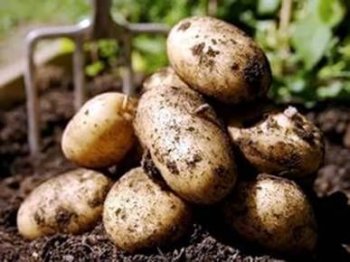 Удобрение для картофеля при посадке