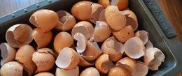 Подкормка рассады яичной скорлупой Удобрение яичной скорлупой