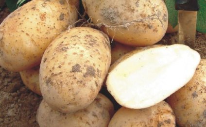 Удобрения для Картофеля