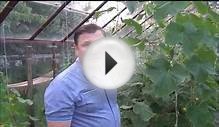3 способа вертикального выращивания плети огурцов в теплице