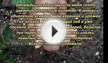 Дача сад огород. Как посадить рассаду. СУПЕР метод посева
