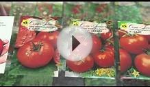 Детерминантные среднеспелые томаты для открытого грунта