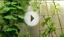 Гидропоника Выращивание огурцов