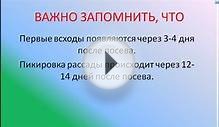 Как и когда сажать баклажаны? Видео Екатерины Хлебниковой