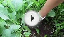 Как посадить капусту на участке.