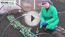 Как посадить капусту в грунт под временное укрытие.