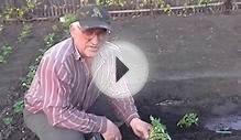 Как посадить рассаду помидор. Помидоры рассада