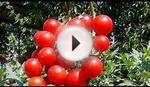 Как правильно обрывать листья у томатов