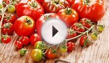 Как правильно сажать помидоры на рассаду - пошаговая