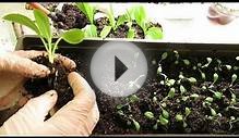 Как правильно сеять семена на рассаду