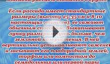 Как правильно высадить рассаду томатов в грунт