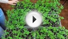 Как правильно закалять рассаду помидоров