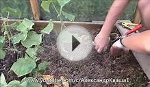 Как продлить урожайность огурцов в теплице?