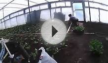 как сажать и выращивать капусту высадка в теплицу
