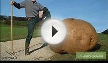 Как сажать картофель, чтобы получить большой урожай