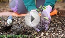 Как сажать помидоры в открытый грунт рассадой: видео и