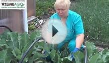Как выращивать цветную капусту. Притенение соцветий