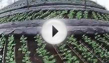 как выращивать огурец и капусту расставляем капусту