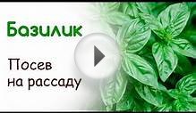 Как вырастить базилик на рассаду из семян