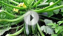 Как вырастить кабачки в открытом грунте | Агропромышленный