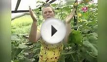 Как вырастить огурцы в теплице? Урожайные грядки.
