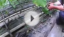 как вырастить огурец убираем нижний лист при выращивании