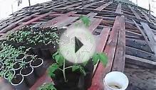 как вырастить помидорыя переехалhttps://.youtube.com