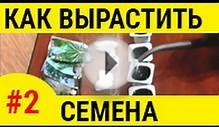 Как вырастить семена – часть2