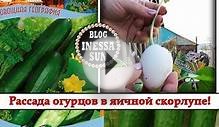 Как я сажаю огурцы (рассада в яичной скорлупе). I plant