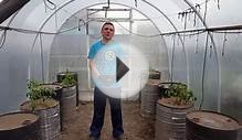 Как я выращиваю помидоры в бочках (часть1)