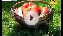 Килограммовые помидоры вырастили в Щучине