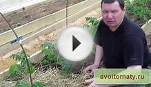 Когда и как высаживать томаты в открытый грунт
