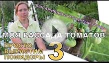 Моя РАССАДА ТОМАТОВ / ПРОСТО вырастим ПОМИДОРЫ. 🍅 3