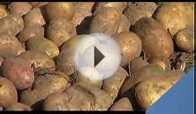 Огород (картофель в соломе) в родовом