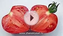 Особенности выращивания томатов "Бычье сердце"