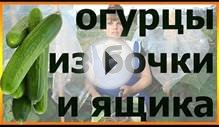 Первые урожаи огурцов с ящика и бочки. Посадка огурцов в