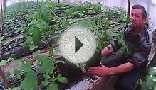 пикировка ранней рассады помидоров в полуторалитровую емкость