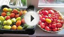 Помидоры в теплице без ухода. 5. Выводы 🍅 Tomatoes in a