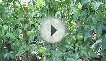Помидоры выращиваем на высоких грядках. Tomatoes grow on