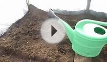 Посадка семян огурцов в теплице Как посадить семена