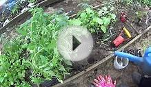 ПОСАДКА ТОМАТОВ ВЫРАЩЕННЫХ БЕЗ ПИКИРОВКИ!