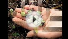 посев семян цветной капусты на рассаду seeding cauliflower