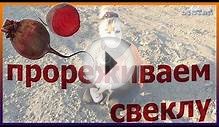 Правильная! Прополка прореживание свеклы. Выращивание