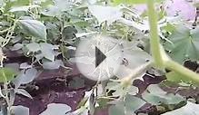 Прекрасный урожай огурцов в теплице