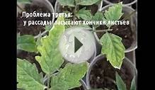 ПРОБЛЕМЫ ПРИ ВЫРАЩИВАНИИ РАССАДЫ ПОМИДОР