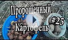 Пророщенный на свете и в темноте картофель. Эксперимент