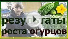 Результаты роста огурцов в бочке и ящике. Посадка