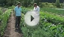 Сад и огород. Укроп